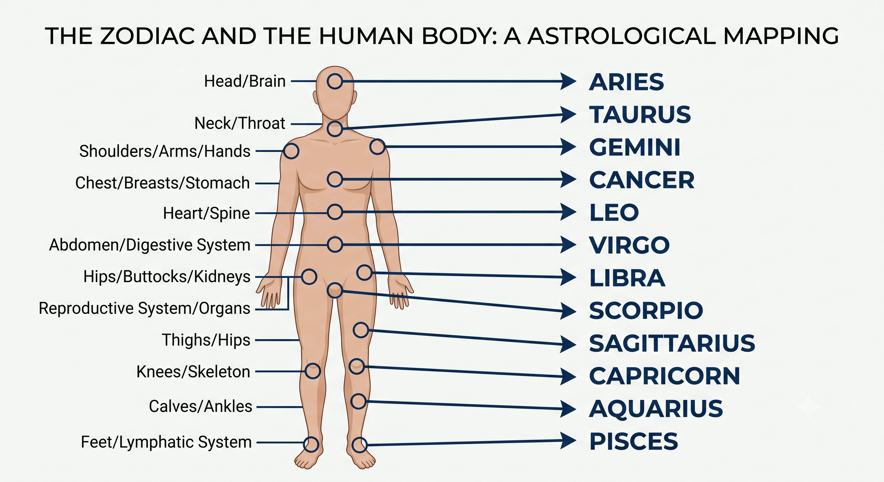 Zodiac signs mapped to the human body from head (Aries) to feet (Pisces)